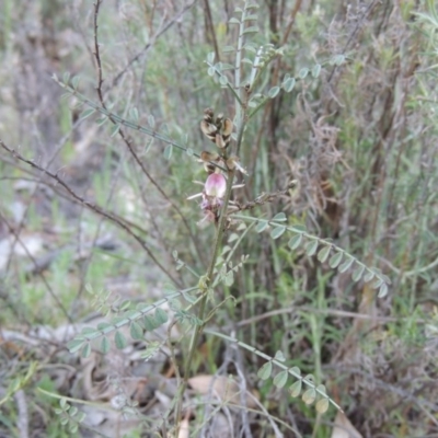 Indigofera adesmiifolia (Tick Indigo) at Rob Roy Range - 2 Oct 2014 by MichaelBedingfield