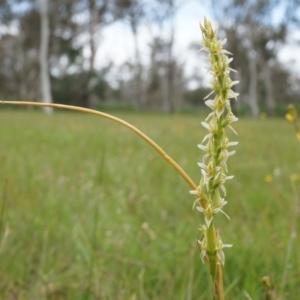 Paraprasophyllum petilum at suppressed - suppressed