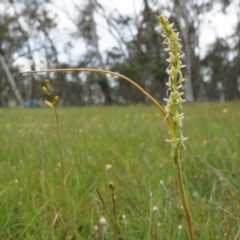 Paraprasophyllum petilum at suppressed - suppressed