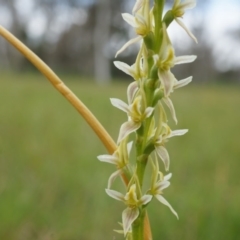 Paraprasophyllum petilum at suppressed - suppressed