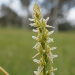 Paraprasophyllum petilum at suppressed - suppressed