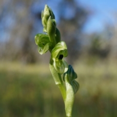 Hymenochilus bicolor (Black-tip Greenhood) at Watson, ACT - 2 Oct 2014 by AaronClausen