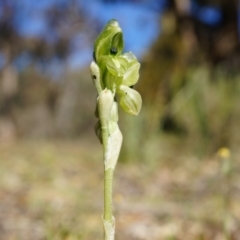 Hymenochilus bicolor (Black-tip Greenhood) at Majura, ACT - 2 Oct 2014 by AaronClausen