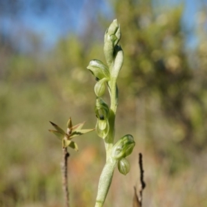 Hymenochilus bicolor at Majura, ACT - 2 Oct 2014