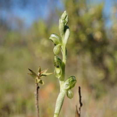 Hymenochilus bicolor (ACT) = Pterostylis bicolor (NSW) (Black-tip Greenhood) at Majura, ACT - 2 Oct 2014 by AaronClausen