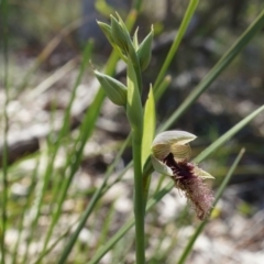 Calochilus platychilus at Canberra Central, ACT - suppressed