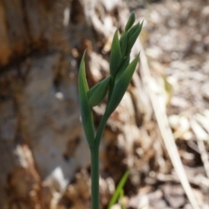 Calochilus sp. at Black Mountain - suppressed