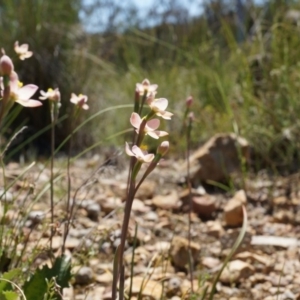 Thelymitra carnea at Bruce, ACT - suppressed