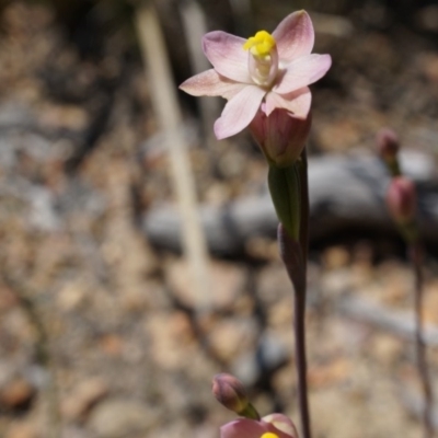 Thelymitra carnea (Tiny Sun Orchid) at Bruce, ACT - 6 Oct 2014 by AaronClausen