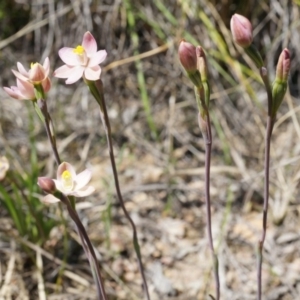 Thelymitra carnea at Bruce, ACT - suppressed