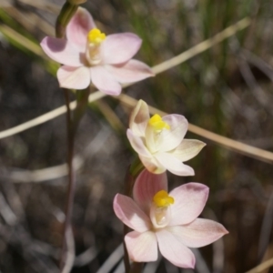 Thelymitra carnea at Bruce, ACT - 6 Oct 2014