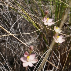 Thelymitra carnea at Bruce, ACT - 6 Oct 2014