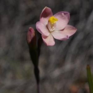 Thelymitra carnea at Bruce, ACT - 6 Oct 2014