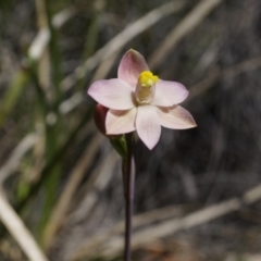 Thelymitra carnea (Tiny Sun Orchid) at Bruce, ACT - 6 Oct 2014 by AaronClausen