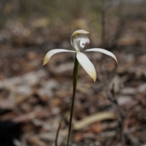 Caladenia ustulata at Bruce, ACT - suppressed