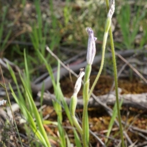 Glossodia major at Canberra Central, ACT - suppressed