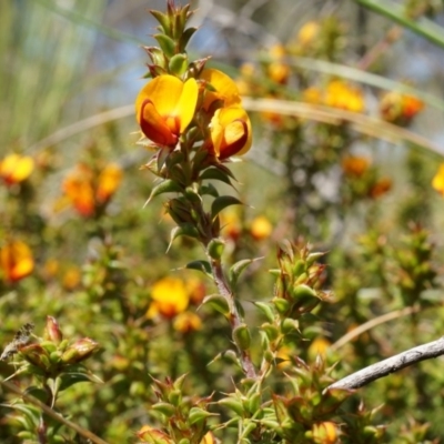Pultenaea procumbens (Bush Pea) at Bruce, ACT - 6 Oct 2014 by AaronClausen