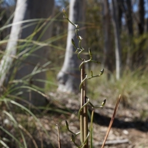 Thysanotus patersonii at Canberra Central, ACT - 6 Oct 2014