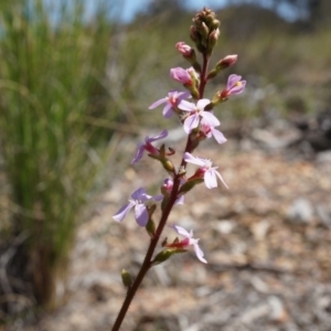 Stylidium graminifolium at Bruce, ACT - 6 Oct 2014 12:35 PM