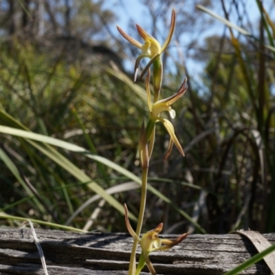 Lyperanthus suaveolens (Brown Beaks) at Canberra Central, ACT - 6 Oct 2014 by AaronClausen