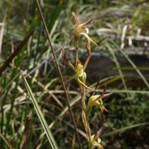 Lyperanthus suaveolens at Canberra Central, ACT - suppressed