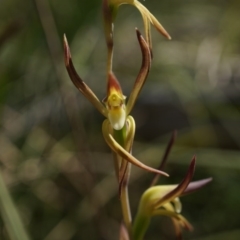 Lyperanthus suaveolens at Canberra Central, ACT - suppressed