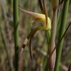 Lyperanthus suaveolens at Canberra Central, ACT - suppressed