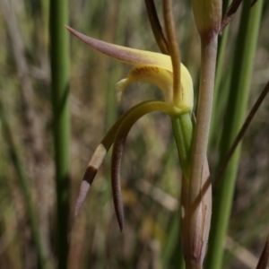 Lyperanthus suaveolens at Canberra Central, ACT - suppressed