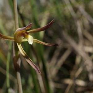 Lyperanthus suaveolens at Canberra Central, ACT - suppressed