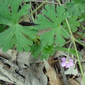 Geranium solanderi var. solanderi at Farrer Ridge - 6 Oct 2014 03:44 PM