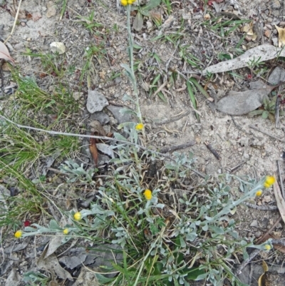 Chrysocephalum apiculatum (Common Everlasting) at Farrer Ridge - 6 Oct 2014 by galah681