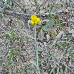 Chrysocephalum apiculatum at Farrer Ridge - 6 Oct 2014 03:51 PM