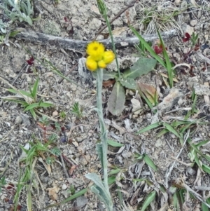 Chrysocephalum apiculatum at Farrer Ridge - 6 Oct 2014 03:51 PM