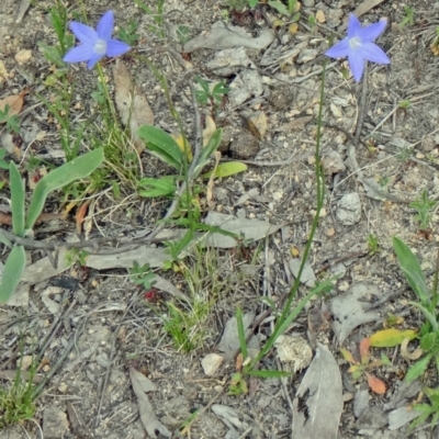 Wahlenbergia capillaris (Tufted Bluebell) at Farrer Ridge - 6 Oct 2014 by galah681