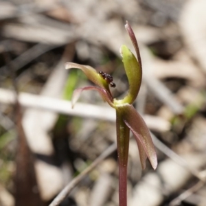 Chiloglottis trapeziformis at Bruce, ACT - 6 Oct 2014