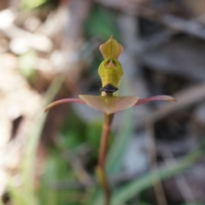 Chiloglottis trapeziformis at Bruce, ACT - 6 Oct 2014