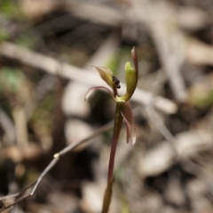 Chiloglottis trapeziformis at Bruce, ACT - 6 Oct 2014