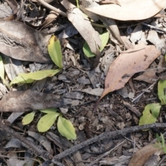 Chiloglottis trapeziformis at Bruce, ACT - suppressed