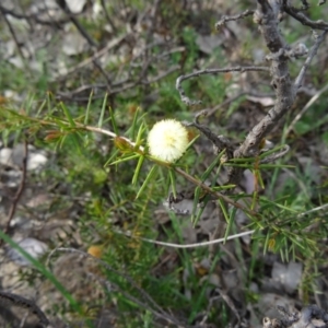 Acacia ulicifolia at Farrer Ridge - 6 Oct 2014