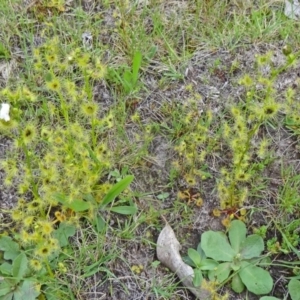 Drosera gunniana at Farrer Ridge - 6 Oct 2014