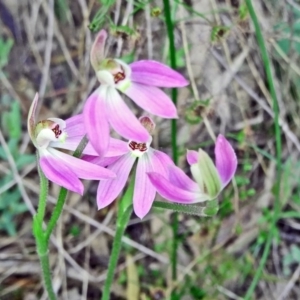 Caladenia carnea at Farrer Ridge - suppressed