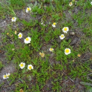 Calotis anthemoides at Farrer Ridge - 6 Oct 2014 04:34 PM