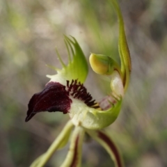 Caladenia atrovespa at Canberra Central, ACT - 6 Oct 2014