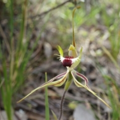 Caladenia atrovespa at Canberra Central, ACT - 6 Oct 2014