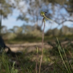 Caladenia atrovespa (Green-comb Spider Orchid) at Canberra Central, ACT - 5 Oct 2014 by AaronClausen