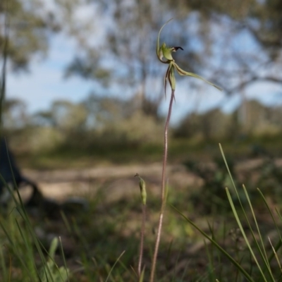Caladenia atrovespa (Green-comb Spider Orchid) at Canberra Central, ACT - 6 Oct 2014 by AaronClausen