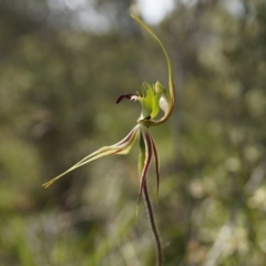 Caladenia atrovespa at Canberra Central, ACT - suppressed