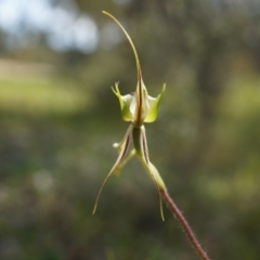 Caladenia atrovespa at Canberra Central, ACT - suppressed
