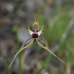 Caladenia atrovespa at Canberra Central, ACT - suppressed