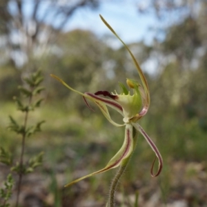 Caladenia atrovespa at Canberra Central, ACT - suppressed